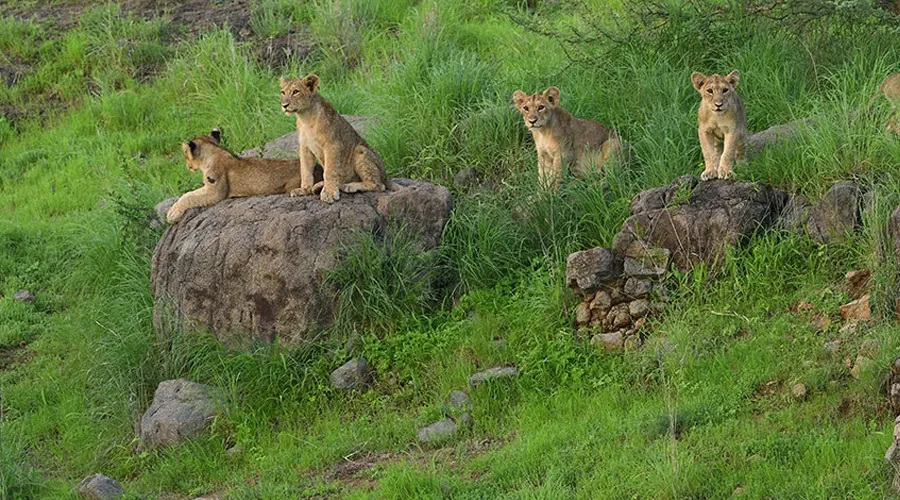 Gir National Park